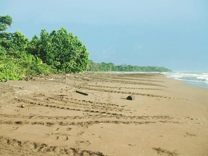 Miss Miriam. Hotel Frente Al Mar Tortuguero Bagian luar foto